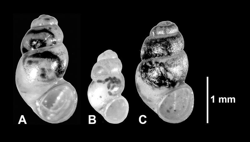 Shells of the newly discovered snails: A) Opacuincola gretathunbergae, B) Catapyrgus jami, C) Obtusopyrgus farri 