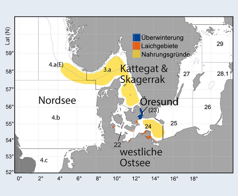 Saisonale Verbreitung des Herings in der westlichen Ostsee