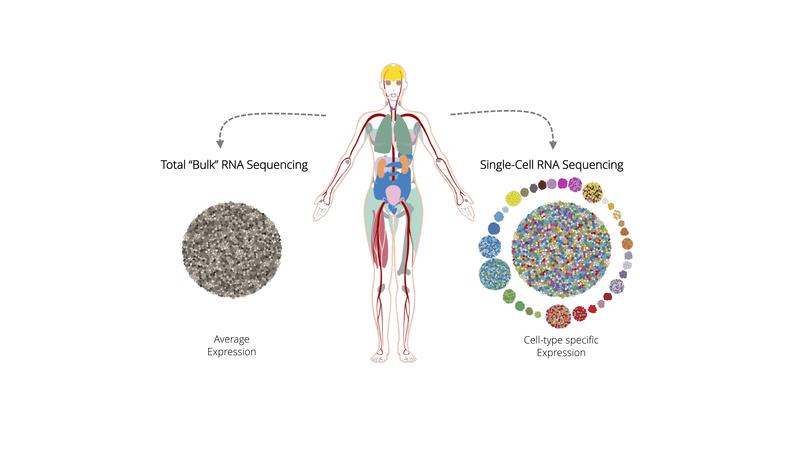 Single cell versus bulk image