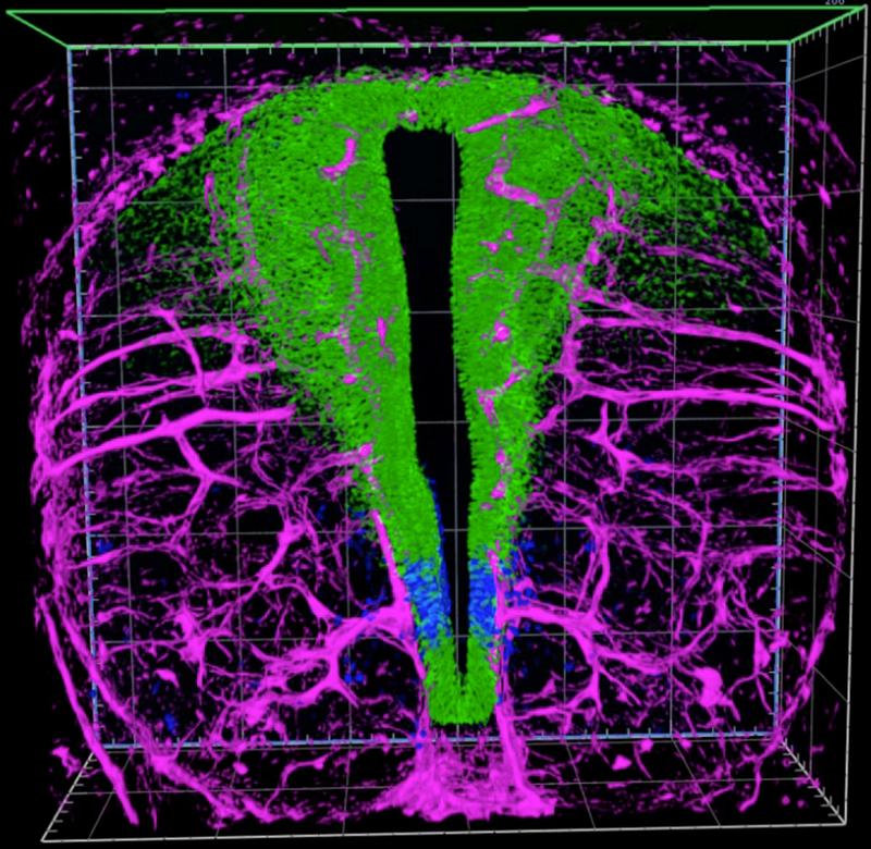 Fluoreszenzfärbung eines sich entwickelnden Rückenmarks, Blutgefäße in lila, neurale Vorläuferzellen in grün und blau. Vorläuferzellen in blau werden durch Signale der Blutgefäße zur Spezifizierung zu Oligodendrozyten-Vorläuferzellen induziert.