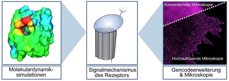 Die Kombination von Ergebnissen aus computer-gestützten, molekularbiologischen und Hochleistungsmikroskopie-Techniken führt zu einem verbesserten Verständnis der Funktion von Adhäsions-GPCRs. 