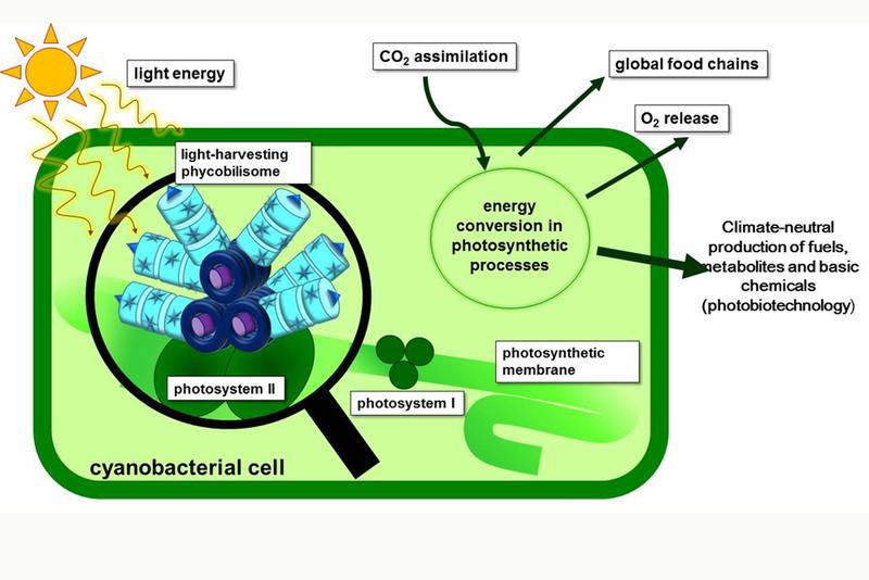 Photosynthesis is found at the beginning of nearly all food chains. Cyanobacteria use light as an energy source, too, and can carry out photosynthesis, similar to plants. 