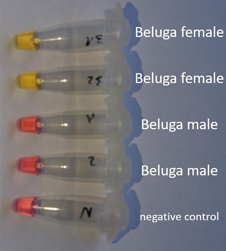 Das Ergebnis des ESSD-Tests an zwei weiblichen und zwei männlichen jungen Stören. Das Geschlecht ist einfach anhand der Färbung der Flüssigkeit erkennbar.