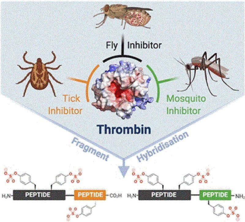 Biobasierter Thrombosewirkstoff