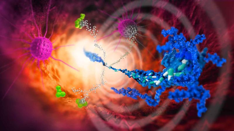 Mithilfe von Ultraschallwellen lassen sich gezielt Wirkstoffe (weiß und grau) aus Trägermolekülen (blau) freisetzen, sodass sich Krebszellen (pink) und Bakterien wie S. aureus (hellgrün) bekämpfen lassen. 