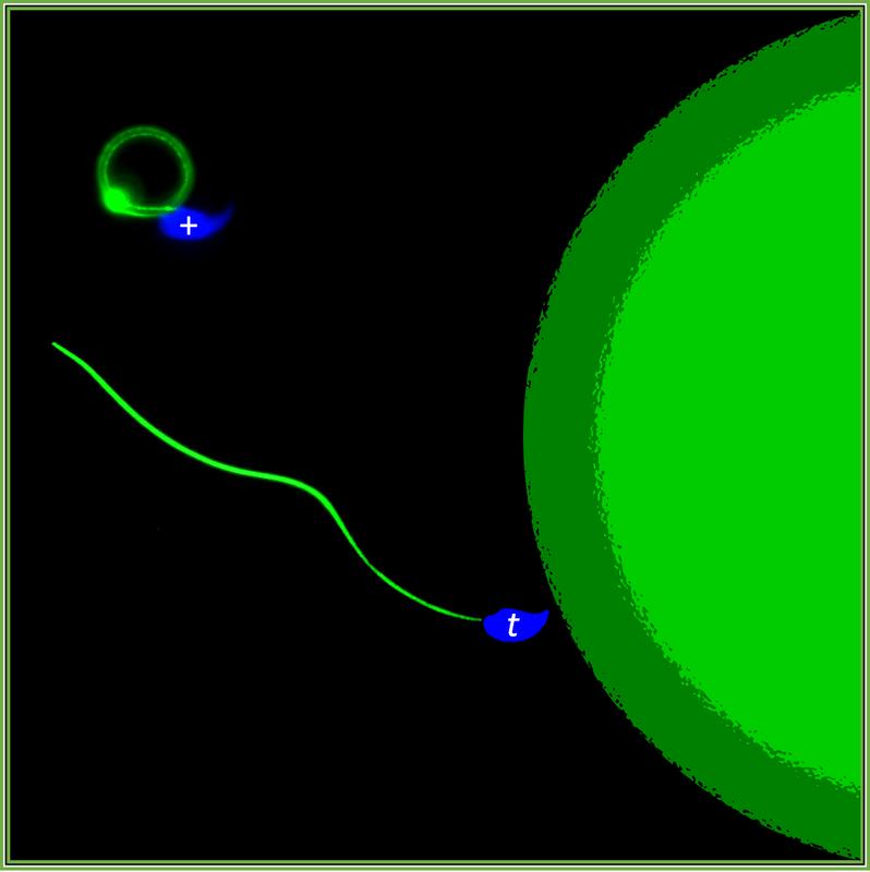 Erster! In direkter Konkurrenz zueinander setzen sich t-Spermien beim Wettlauf um die Eizelle mit Hilfe genetischer Tricks gegen ihre normalen Konkurrenten (+) durch