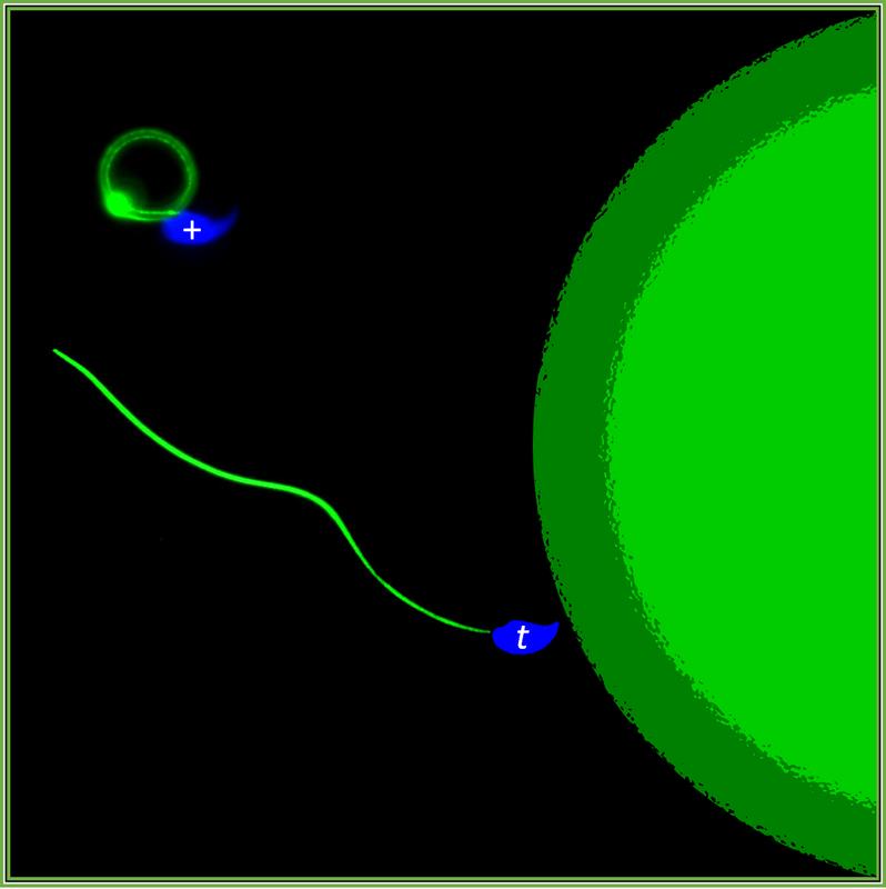 First! In direct competition, t-sperm outcompete their normal peers (+) in the race for the egg cell with genetic tricks, letting them swim in circles