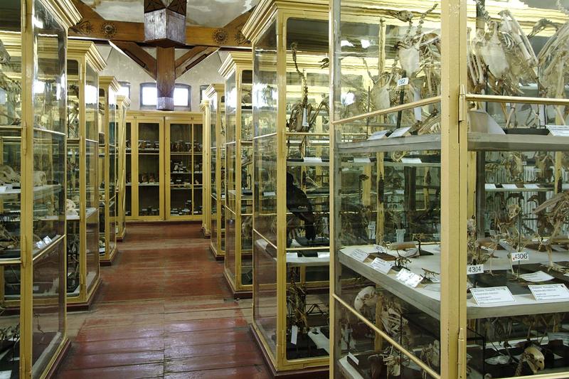 Die Meckelschen Sammlungen, beheimatet im Institut für Anatomie und Zellbiologie der Universitätsmedizin Halle, stehen jetzt für Forschende auch als Online-Datenbank zur Verfügung.