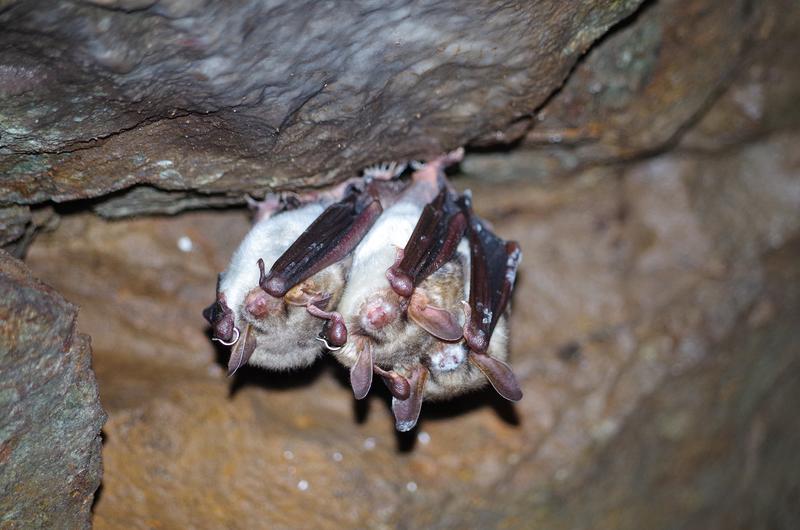 Mouse-eared bats 