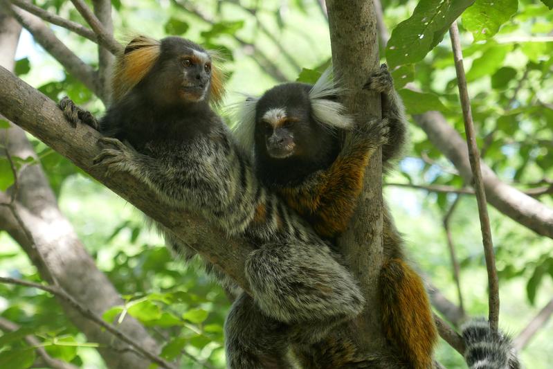 Marmoset monkeys are not only passive observers of third-party interactions, but that they also interpret them.