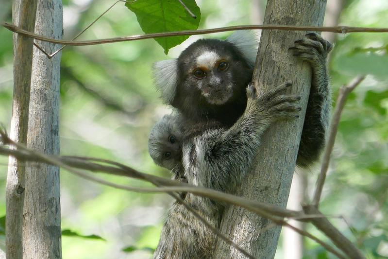 Marmoset monkeys are cooperative breeders and depend on the cooperativeness of their group members.