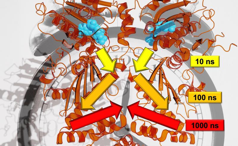 Researchers from Freiburg have been able to analyze the precise rate of signal transfer across multiple time scales. 