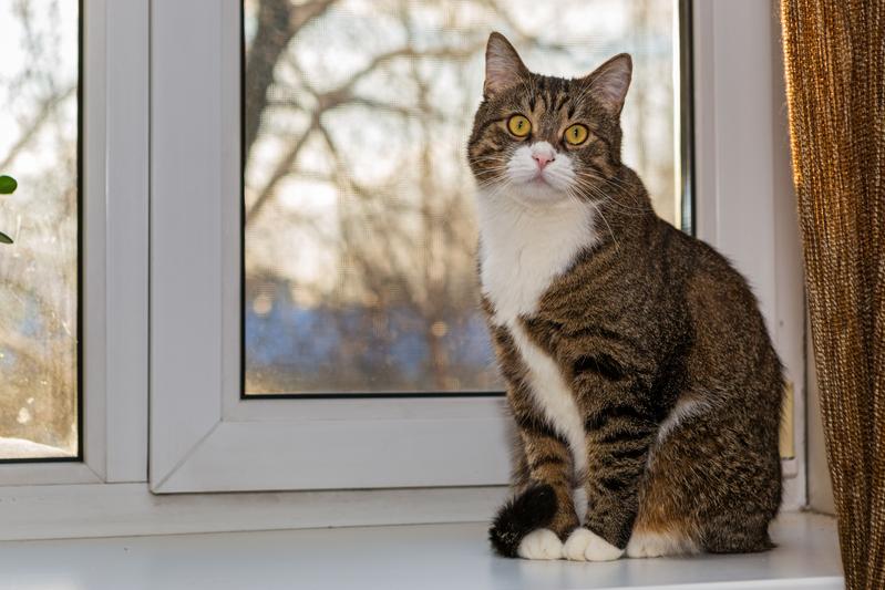 Auch Katzen sollten im Haus bleiben, wenn ihre Besitzer mit Covid-19 infiziert sind. 