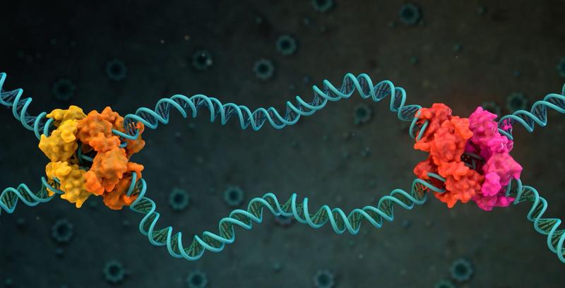 Schematische Darstellung Genediting - im Fokus vom Zukunftscluster SaxoCell