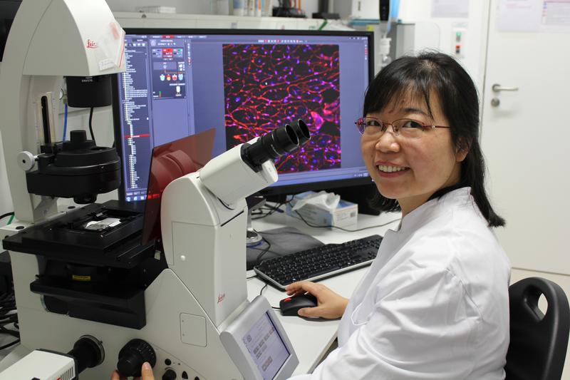 Ruping Chen (PhD) untersucht am Deutschen Zentrum für Herzinsuffizi-enz die Folgen der LEMD2 Mutation im Mausmodell. 