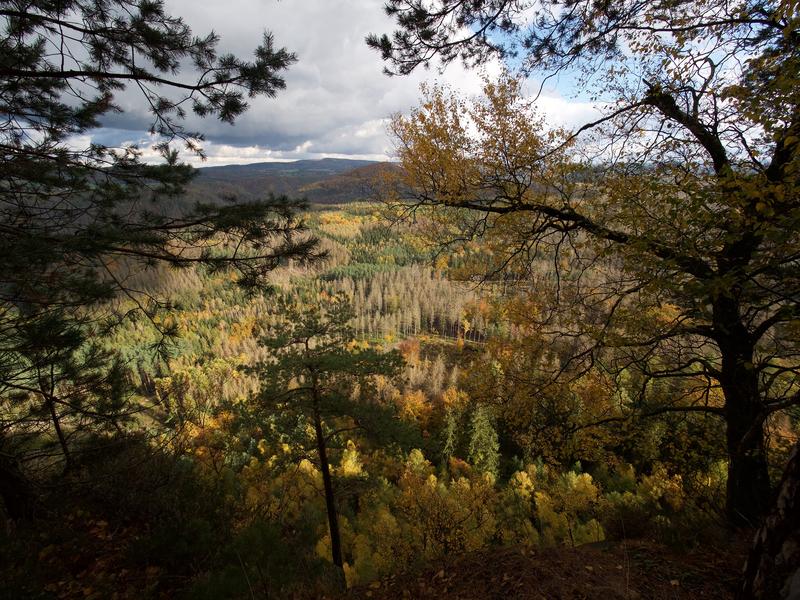 r-round ozone stress, drought and other environmental pollution damage the tree population of low mountain forests. 