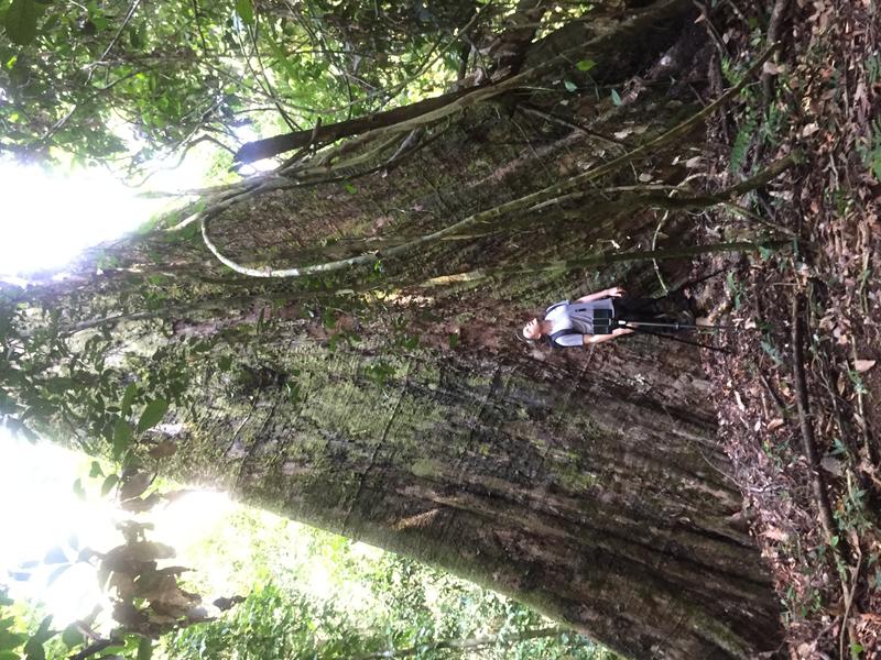 Dr. Martin Ehbrecht untersuchte unter anderem den tropischen Regenwald auf Borneo.  