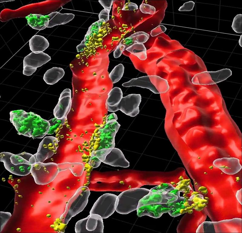 Perivascular mast cells (white) are directly attached to blood vessels (red) in the mouse ear skin.