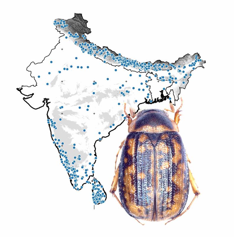 Habitus image of the newly discovered, brachypterous Maladera queinneci  sp. n. in front of a map showing all records elaborated for this monograph.