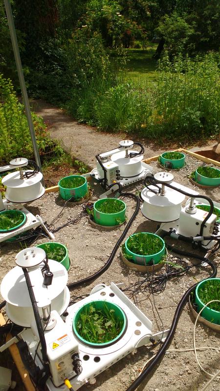 Die Grünlandmonolithe wurden anschließend in einer Versuchsanordnung im Botanischen Garten der Universität Innsbruck zuerst extremer Trockenheit und einer anschließenden Wiederbefeuchtung ausgesetzt.