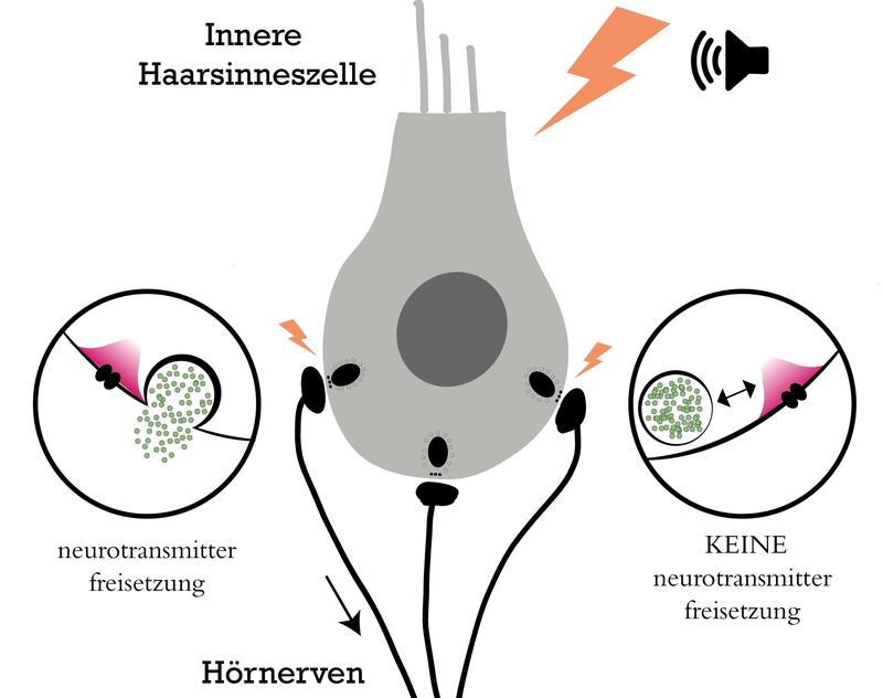 Schematische Darstellung zu  "Synaptische Vielfalt erweitert den Bereich hörbarer  Töne"