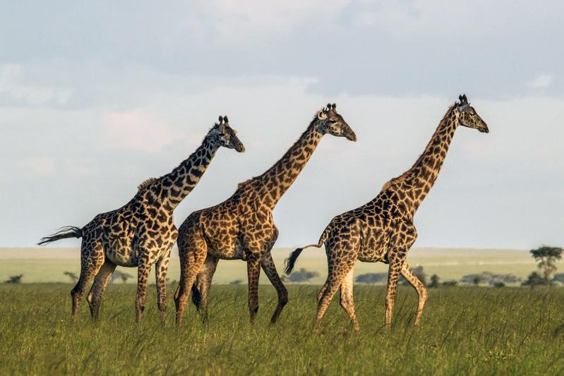 Female giraffes benefit from living in groups with several other females.
