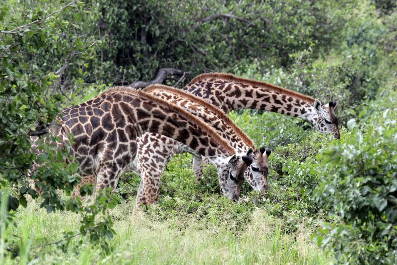 Giraffes feeding on plants.