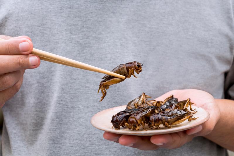 Wie hoch ist das allergene Potenzial essbarer Insekten? Darum geht es in einem Forschungsprojekt an der Hochschule Albstadt-Sigmaringen.