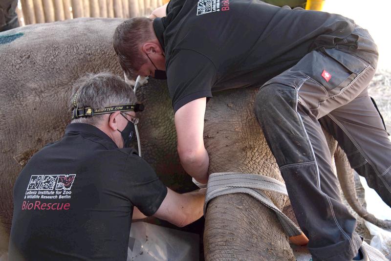 Forschungsarbeit am Nördlichen Breitmaulnashorn in Kenia