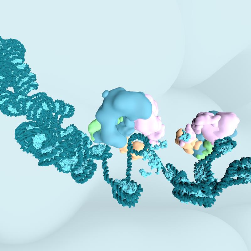 Künstlerische Visualisierung des BAF-Komplexes in der Interaktion mit der DNA und den Nukleosomen; 