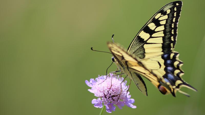 Foto eines Schwalbenschwanz (Papilio machaon) (Familie Papilionidae), dessen Raupen die Pflanzenfamilie Apiaceae fressen (hierzu gehören die Karotte, der Sellerie oder der Fenchel), die Toxine enthält.