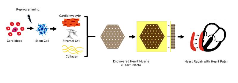 Engineered heart muscle (EHM) is prepared from human induced pluripotent stem cell (iPSC)-derived heart muscle cells and collagen. 