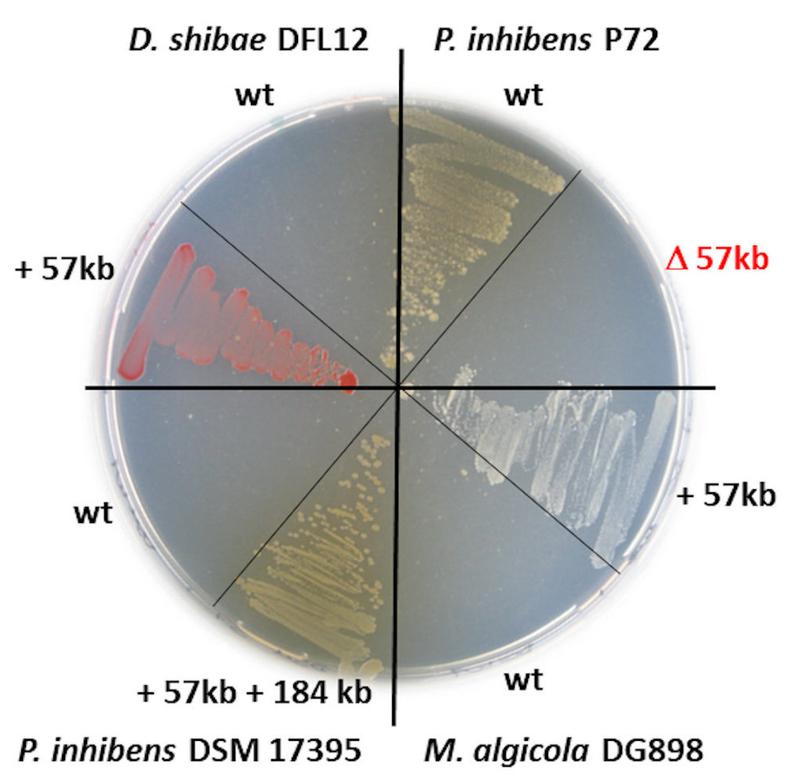 Petrischale mit Bakterien aus der Roseobacter-Gruppe. Das Wachstum auf dem Antibiotikum Chloramphenicol wird durch das natürliche 57 kb RepC_soli Plasmid pP72_e ermöglicht, welches zwischen den Bakterien über die Artgrenze hinweg ausgetauscht wurde