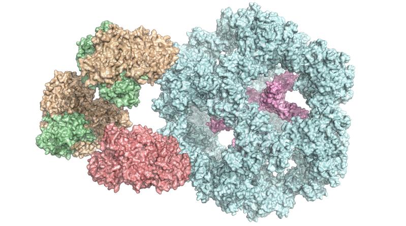 Der Pyruvat-Dehydrogenase-Komplex setzt sich aus mehreren verschiedenen Enzymen zusammen (farbig markiert).