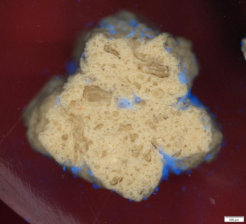 Mikroplastik an einem Filterkorn aus porösem Keramikmaterial (angeschliffen) sichtbar gemacht durch Farbstoff und UV-Anregung im Fluoreszenzmikroskop. Copyright: Gerhardt/GNF
