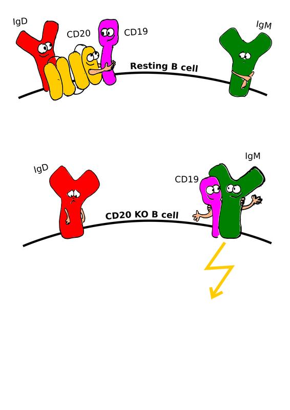 Freiburger Forschende untersuchten, wie das Membranprotein CD20 die Nanostrukturen der Zellmembran der B-Zellen ordnet.