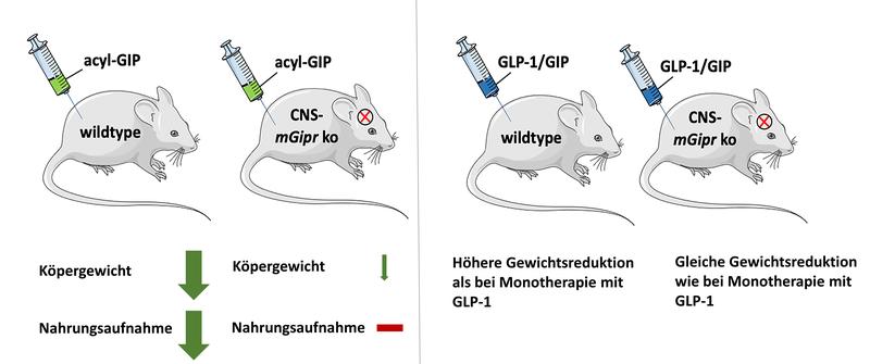 Das Hormon GIP bzw. der Dual-Agonist GP-1/GIP benötigen den GIP-Rezeptor im Gehirn, um Körpergewicht und Nahrungsaufnahme zu reduzieren. 
