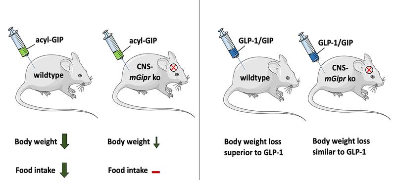 GIP respectivelyke the dual agonist GP-1/GIP require the GIP receptor in the brain to reduce body weight and food intake. Source: Helmholtz Zentrum München 
