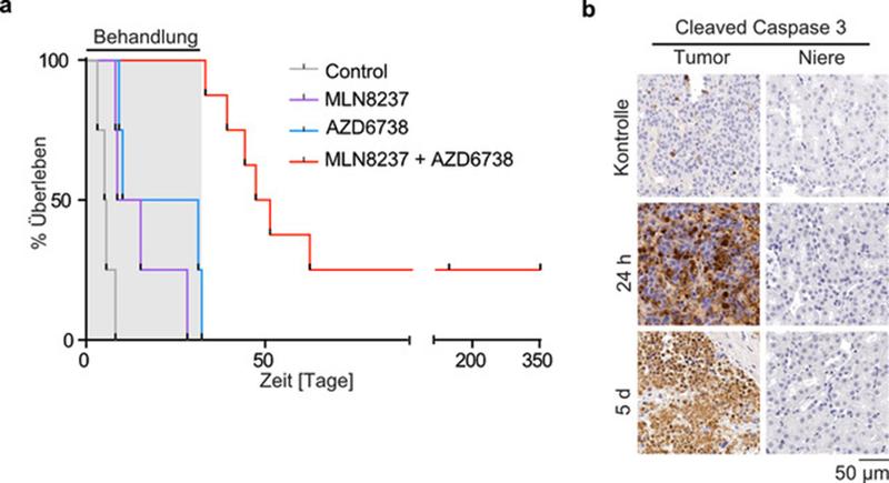 Survival curve of the TH-MYCN mouse model during long-term treatment with Aurora-A inhibitor (purple), ATR inhibitor (blue) or the combination of both agents (red). It is clearly visible that the combination therapy prolongs survival time. 