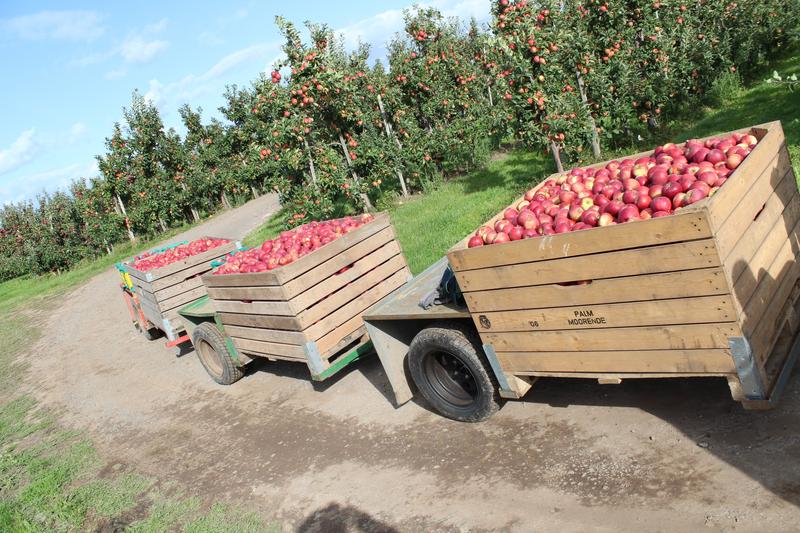 Der Selstar® wird von ausgewählten Obstbaubetrieben im Alten Land angebaut.