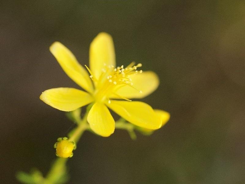The flowers of St. John's Wort (Hypericum perforatum) have not only healing but also catalytic effects.