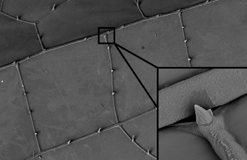 Unter dem Rasterelektronenmikroskop werden die gelenkähnlichen Verbindungen sichtbar, die den Libellenflügeln sowohl Stabilität und Flexibilität verleihen. 