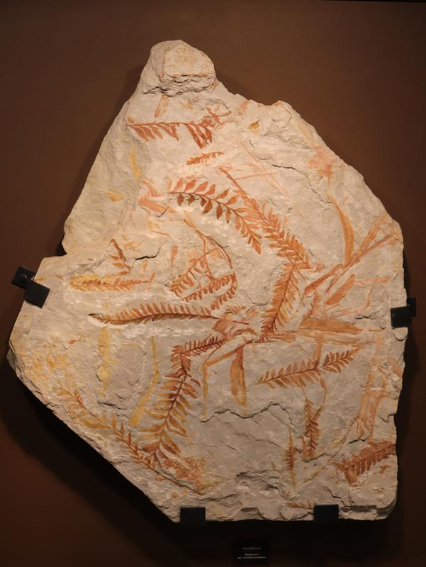 Pflanzenfossilien aus der Bayreuth-Formation.