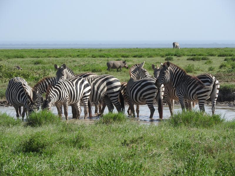 A dazzle of zebras at a waterhole in East Africa