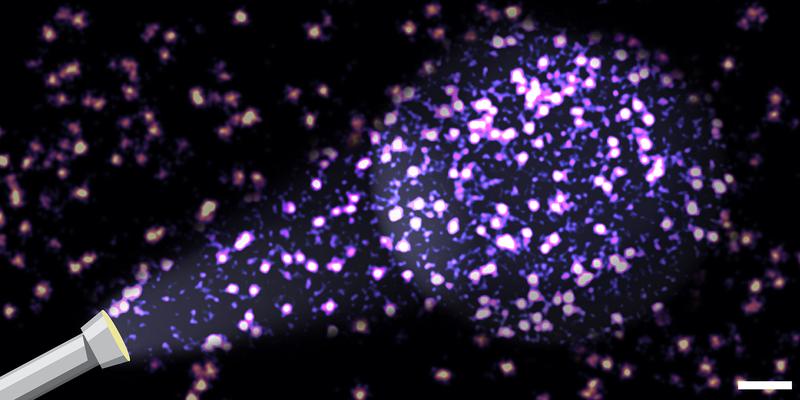 Localization clouds of individual adhesion proteins in cells. Many proteins remained undetectable when using conventional analytical methods. By using the new analytical method actual molecular parameters can be determined. Scale bar: 100 nm