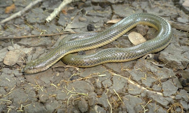 Exemplar der Schlangenart Myanophis thanlyiensis. 