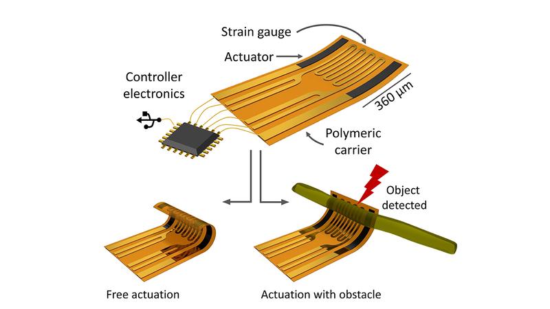 The polymer film developed by the research team from Chemnitz and Dresden is just 0.5 mm wide and 0.35 mm long. It acts as a carrier for the microelectronic components and is equipped with artificial muscles as well as sensors. 