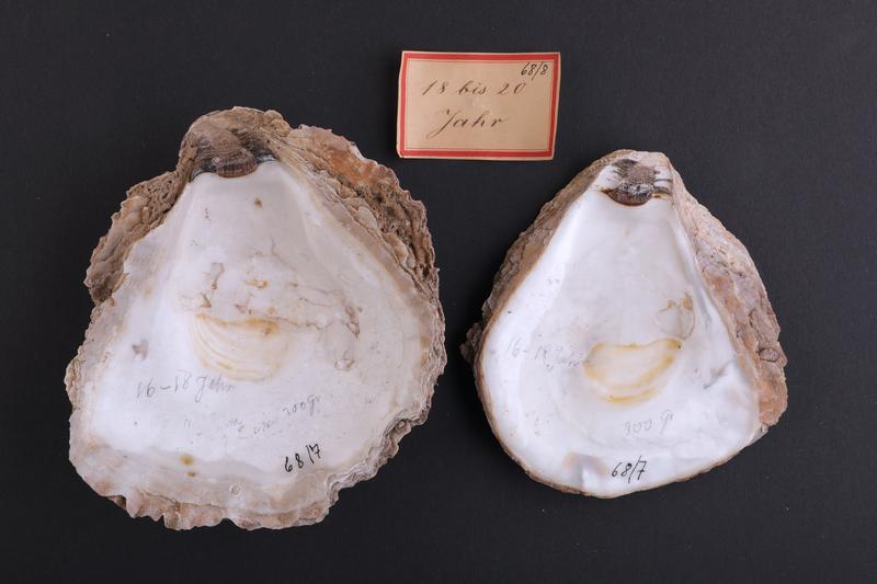 Historical oyster shells from the collection at the Zoological Museum in Kiel, created between 1868 and 1885 by the natural scientist Karl August Möbius. 