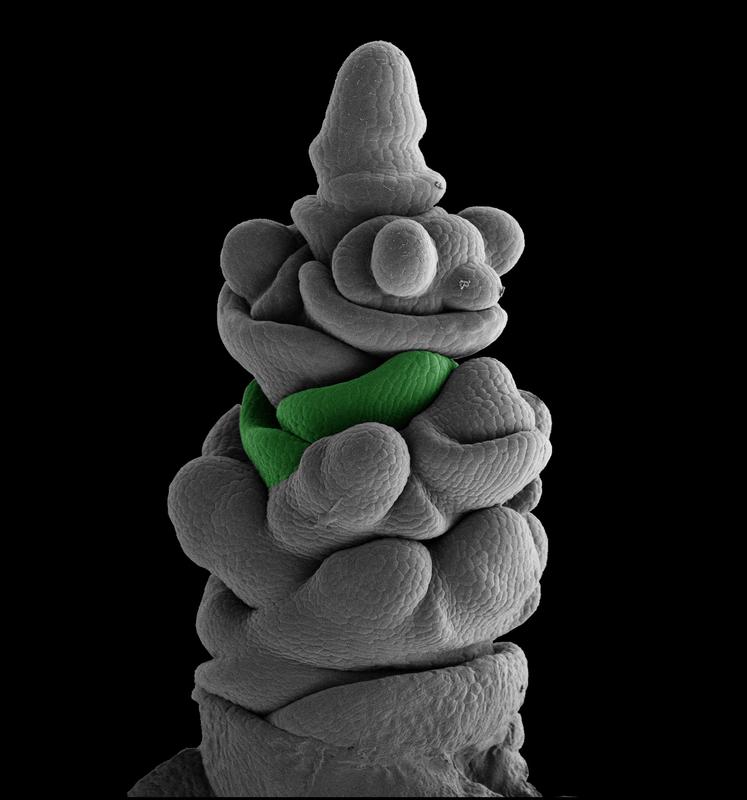 Early stage of development of the spike in an ‘intermedium-m (int-m)’ mutant in barley. The green colour shows the meristem of the glume, which surrounds a terminal floret.