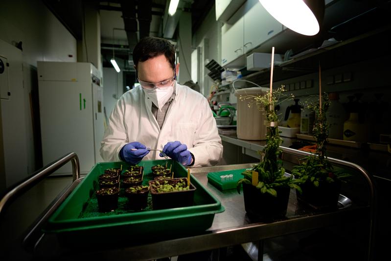 Lennart Mohnike sammelt Blattmaterial von bakteriell infizierten Pflanzen.  